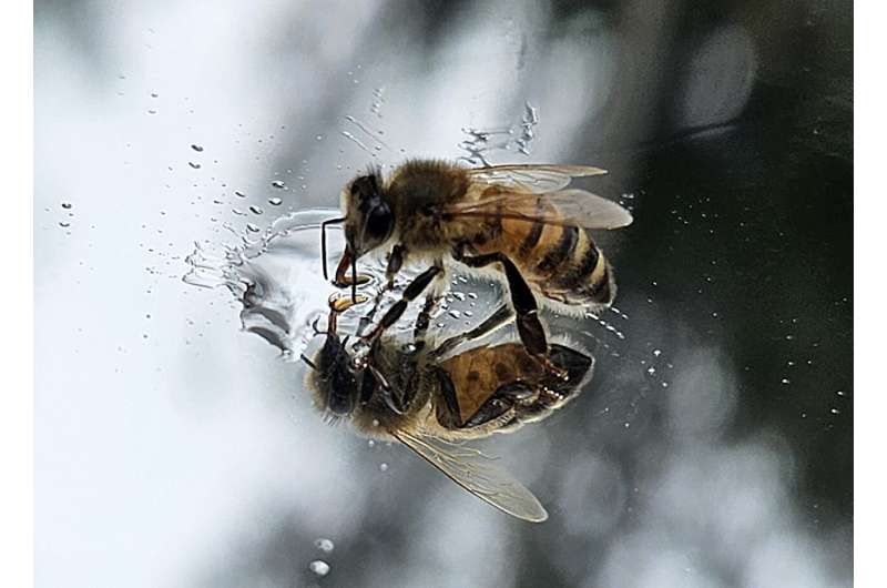 Bees pass the maths test: Honeybees have the ability to process numerical information